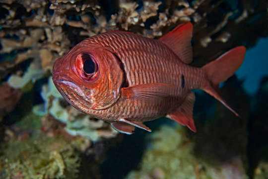 Bigscale Soldierfish, Grossschuppen-Soldatenfisch (Myripristis berndti) 