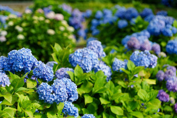 満開のアジサイ　あじさい祭り