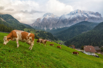 Fototapeta na wymiar Herd of cows in a meadow in the Alps , Italy