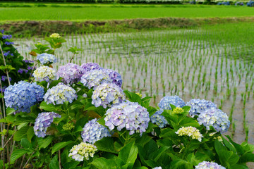 満開のアジサイ　あじさい祭り