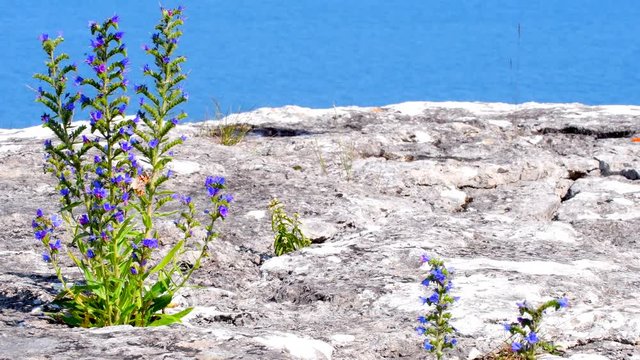 Blue Weed, Echium Vulgar Wildflower Growing On A Limestone Cliff