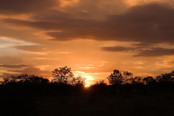 Fototapeta na wymiar Red sunset in savanna, Kruger national park