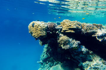 Schildkröten Korallen Formation 