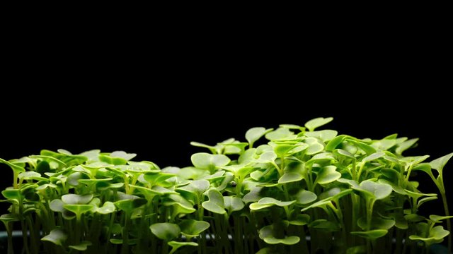Time Lapse, Pak choi sallad growing from seed