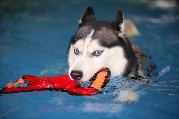 Siberian Husky hold toy in mouth and swim in swimming pool. Dog wear life jacket swimming. Dog play with toy.