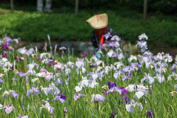 花菖蒲が満開のせせらぎ公園の花摘み娘