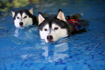 Both of Siberian Huskies black and white colours swim in swimming pool. Dogs swimming.