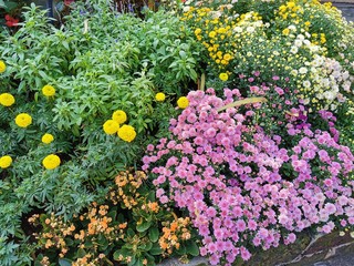 The background image of the colorful flowers in the garden...