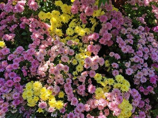 Obraz premium The background image of the colorful flowers in the garden...