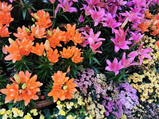The background image of the colorful flowers in the garden...