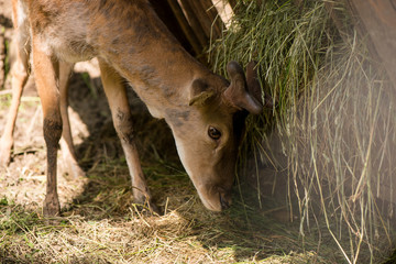 portrait of a deer. deer in the meadow.