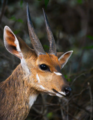 Portrait of a young Bushbuck ram browsing in dense bush 