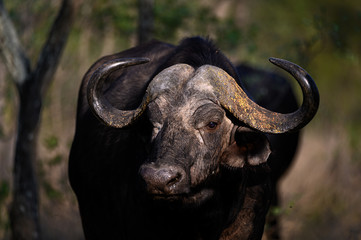 Lone African buffalo standing in dense growth illuminated by the sunrise rays of light