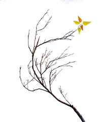 close up of  branch isolated on white