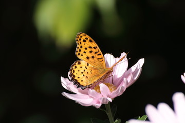 Obraz premium Flower and insect in the garden in Japan