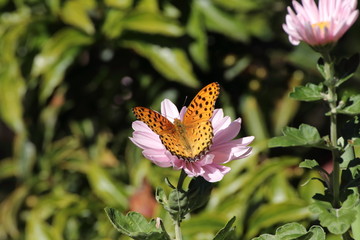 Flower and insect in the garden in Japan