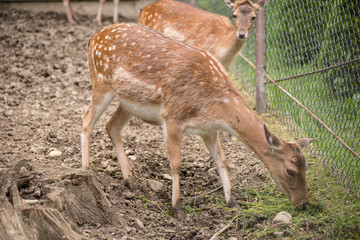 portrait of a deer. deer in the meadow.