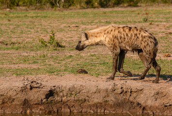 Naklejka na ściany i meble Spotted Hyena with his lower body wet and muddy from sitting in a small pool of water