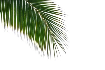 Tropical coconut leaves with branches on white isolated background for green foliage backdrop 