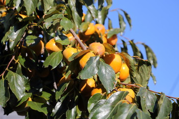 persimmon fruit in Okayama, Japan