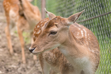 portrait of a deer. deer in the meadow.