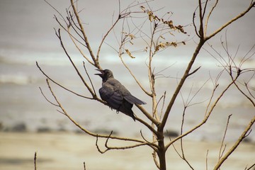 bird on a branch