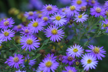 Flower in the garden in Japan
