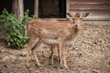 portrait of a deer. deer in the meadow.
