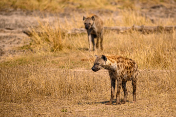 Two Spotted Hyena on patrol in their territory