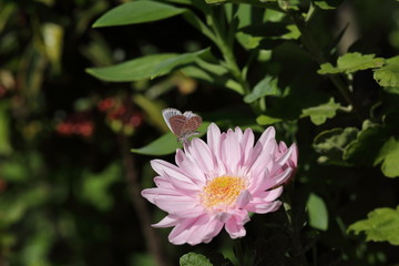 Flower and insect in the garden in Japan