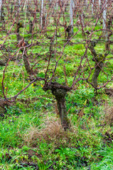 St. Emilion in Aquitaine, France. Enchanting medieval village famous for its fine wines, View of a typical hillside vineyard and of a wine estate, along the Bordeaux wine route.