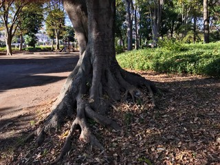 Be surprised by the roots of the trees that crawl the ground. Only this tree is growing strangely in the park.