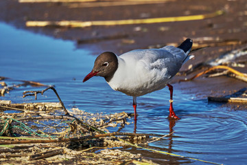 The bird, a  black-headed gull ( Larus ridibundus ) , walks in shallow water, searches for food, and eats. Sunny summer morning, strong wind. Close-up.