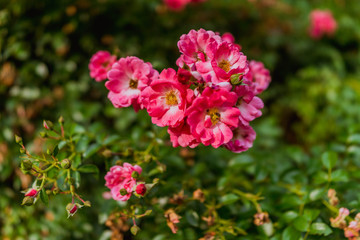 flowers in the garden