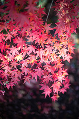 赤く燃える紅葉