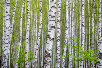 Birch grove in early spring. The young green leaves on branches against the background of black and white bark of birch trunks. Natural background.