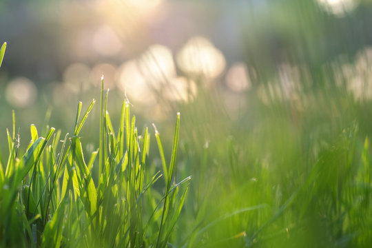 Fresh green grass illuminated by sun rays, flares and colorful bokeh on blurred background. Abstract nature background. Blurred backdrop.