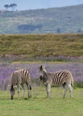 Fototapeta na wymiar Close up of Zebras on a meadow with flowering blueweed