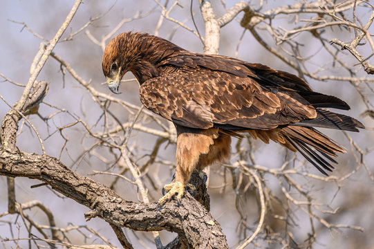 Tawny Eagle looking attentively down at activity on the ground below