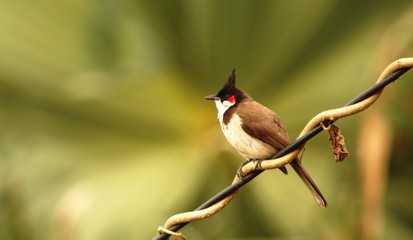 Indian Beach - Red whiskered bul bul