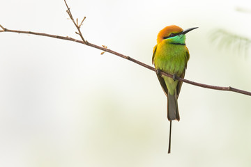 Green Bee-Eater perching on perch looking into a distance with morning mist in background