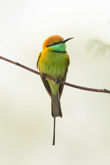 Green Bee-Eater perching on perch looking into a distance with morning mist in background
