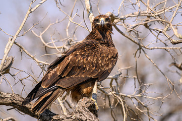 Tawny Eagle staring straight at the cameraman while perched in a dry tree
