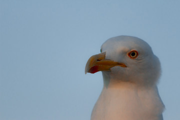 White seagull, bird face closeup