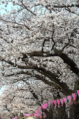 お花見の道