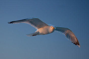 White flying seagul closeup bird, freedom