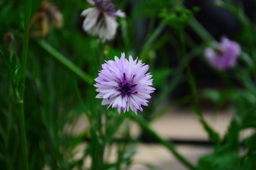 carnation flower in the garden, with bokeh for background