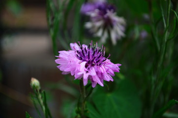 Obraz premium carnation flower in the garden, with bokeh for background