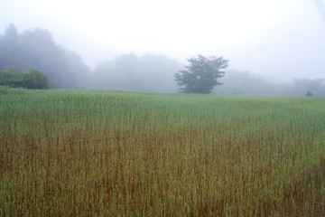 Obraz na płótnie Canvas 濃霧に包まれた田園の朝