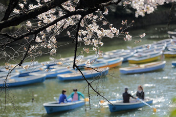 千鳥ヶ淵のお花見